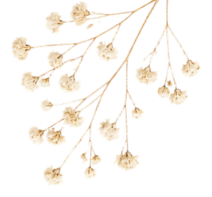 Trockenblume